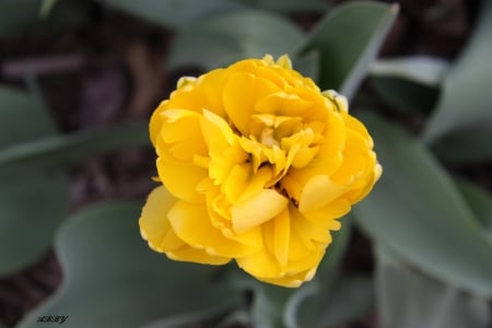 Yellow flower - green, flowers, yellow, photography