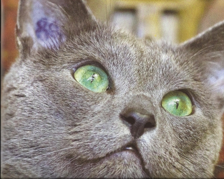 Gray cat with green eyes - paws, cat, green, cute, gray