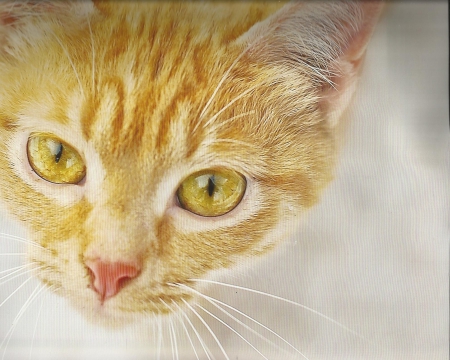 A face of a cat - pretty, cute, whiskers, paws, cat