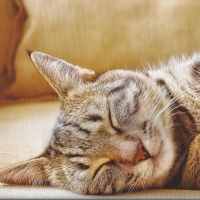 Tabby cat sleeping