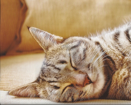 Tabby cat sleeping