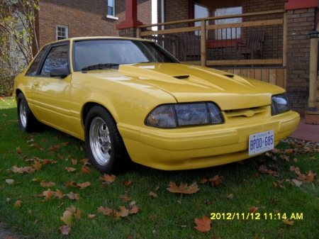 mustang 5.0 - yellow, stang, shawn, pilgrim