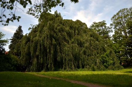 Big Tree - path, wide, park, hdr