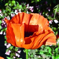 Big Poppy