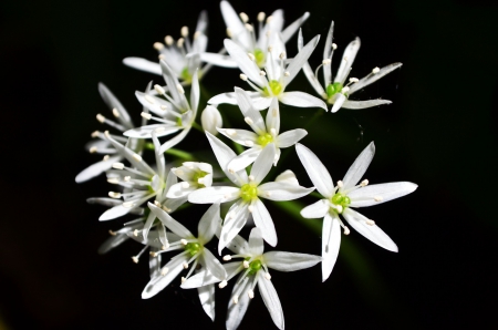 Ramson Blossoms - black, blooms, white, wild garlic