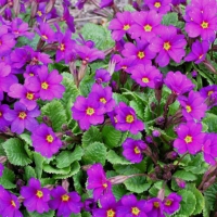 Beautiful Primula Flowers