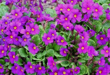 Beautiful Primula Flowers - flowers, beautiful, primula, nature