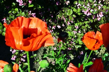 Poppies - turkish, blossoms, red, big