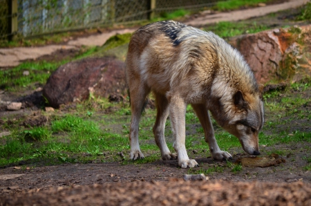 In the Wolfpark - wolf, wildlife, wolves, predator