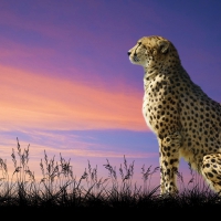 Cheetah