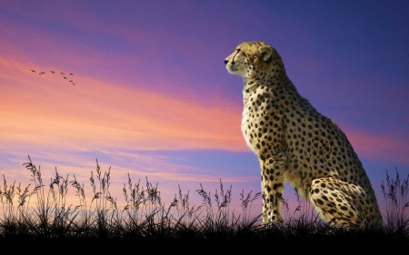 Cheetah - wildlife, nature, wilderness, predator, cat, sunset