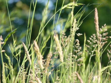 Green Grassland - fields, lawn, green, meadow, grassland, grass