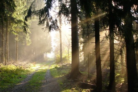 Misty Evening - sunrays, forest, path, woods, trees, mist