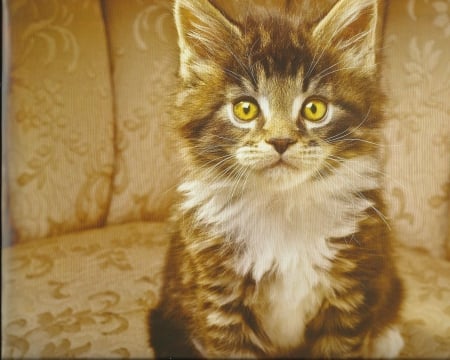 A kitten sittng on a couch