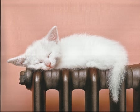 A kitten sleeping on a heater