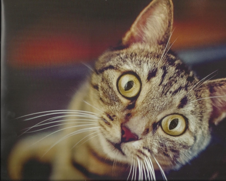 Tabby cat looking at the camera - tabby, paws, cute, cat