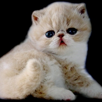 Persian cat