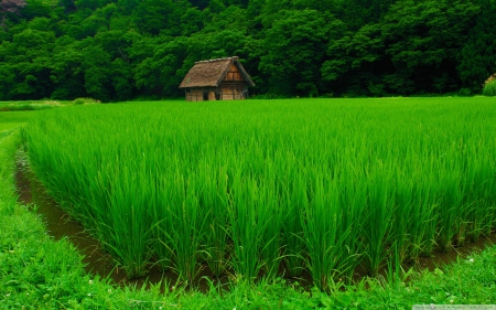 Shirakawa-gō - rice, house, japan, nature, scenery, field