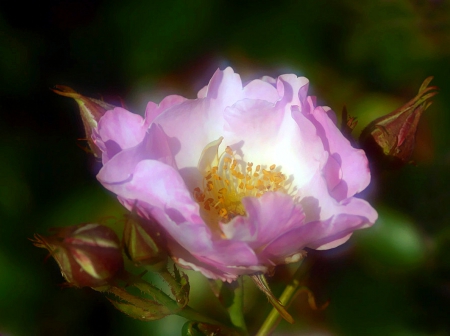 Wild Rose of Alberta - wild, pink, nature, rose