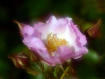 Wild Rose of Alberta