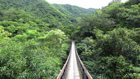 Suspension bridge in the mountain - nature, hiking, forest, mountain, Suspension bridge