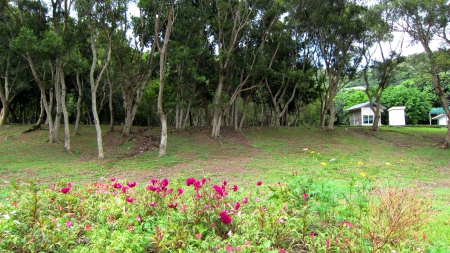 Park - flowers, house, Park, grass, tree