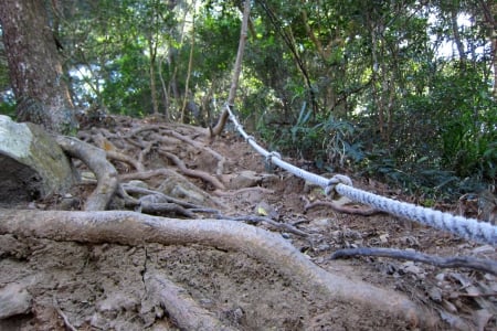 mountain climbing - The roots, rope, climbing, mountain, tree