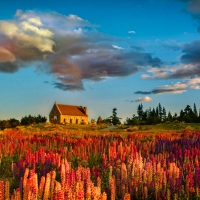 Tekapo church in lupins