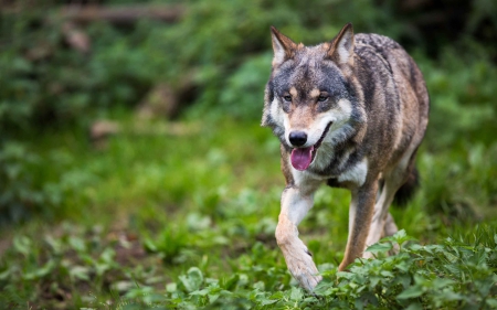 Wolf - jungle, animal, forest, Wolf