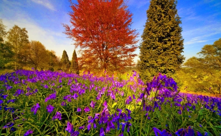 Meadow of wildflowers