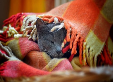 Lazy Sunday - sunday, sleep, cat, blanket