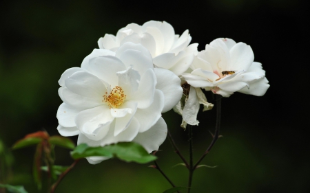 Flowers - nature, leaf, tree, fowers