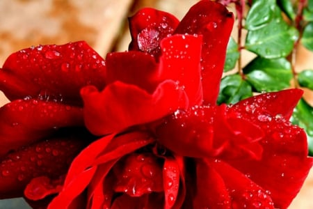 Red rose - red, water, wet, green, rose, drops, flower