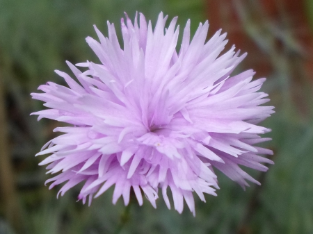 Garofita - frunze, flower, green, garofitza