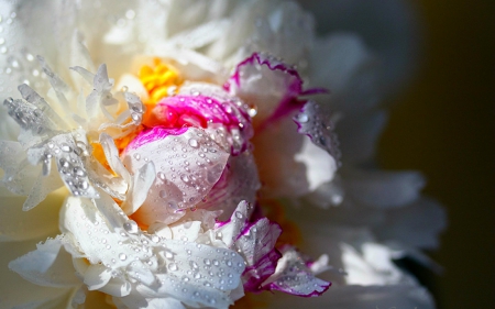 Beautiful petals - white, flower, petals, beauty