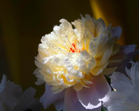 Flower - white, flower, petals, beauty