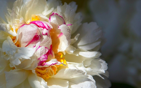 Beautiful petals - blooms, white, flower, petals