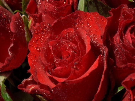 Dew upon the rose - dew, rose, flower, red