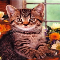 A tabby kitten with some flowers