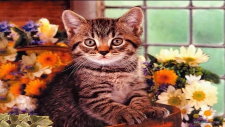 A tabby kitten with some flowers - tabby, paws, flowers, cute, kitten