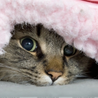 Cat under the blanket