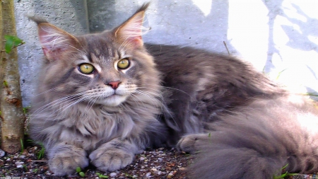 A beautiful cat - longhair, beautiful, cut, paws, cat