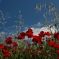 Poppy Field