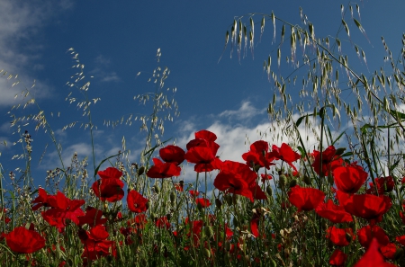 Poppy Field - sky, blossoms, clouds, grass, poppies