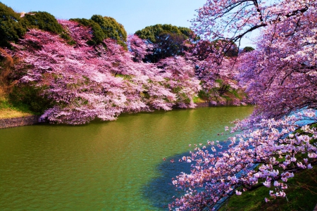 Cherry Blossoms in Japan - river, trees, park, tokyo