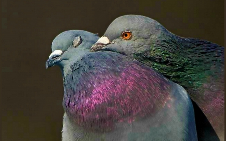  Pigeon Love - NATURE, BEAUTY, BIRDS, LOVE BIRDS