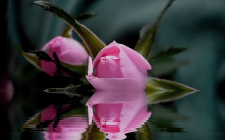 pink rose reflection - flowers, still life, reflection, pink rose