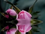 pink rose reflection