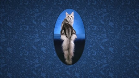 Maine Coon Cat - Maine Coon, tail, Cat, feline