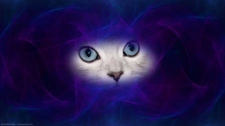 Blue Velvet Cat - velvet, cat, blue, eyes